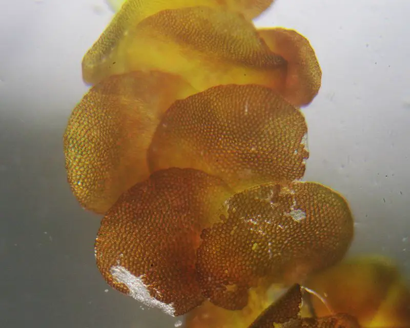Frullania dilatata <small>(2 de 3)</small>