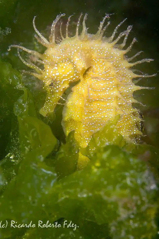 Hippocampus guttulatus <small>(1 de 2)</small>