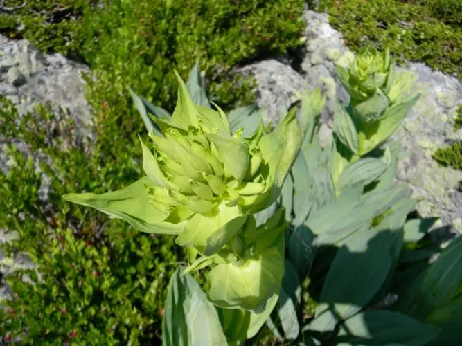 Gentiana lutea subsp. lutea