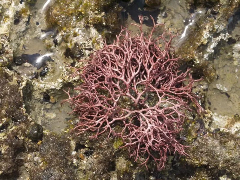 Algas rojas calcificadas, artículadas o flexibles