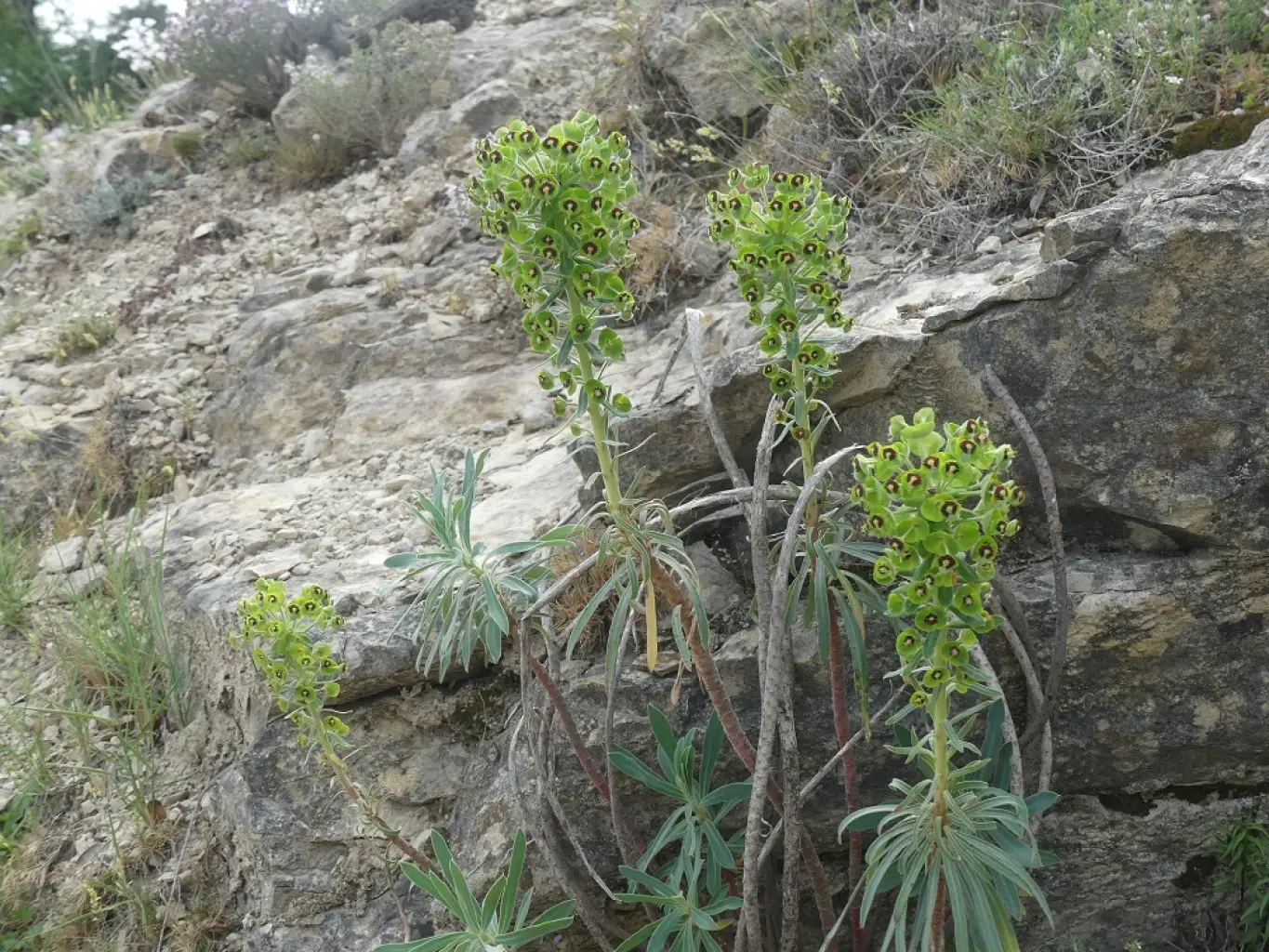 Euphorbia characias <small>(1 de 2)</small>