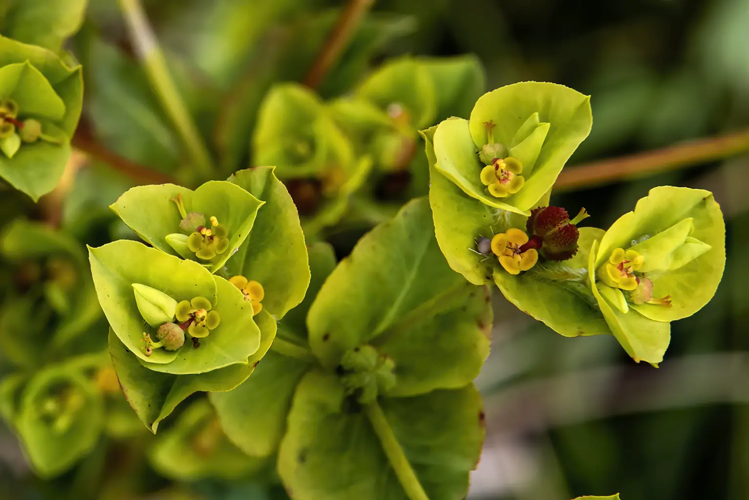 Euphorbia hirsuta <small>(3 de 3)</small>
