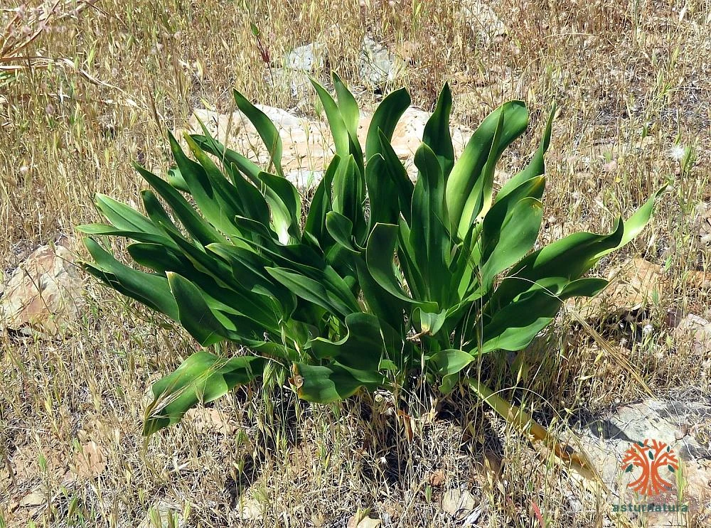 Drimia maritima, Cebolla albarrana