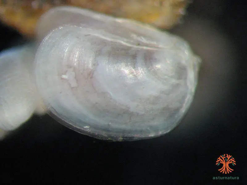 Devonia perrieri <small>(2 de 3)</small>