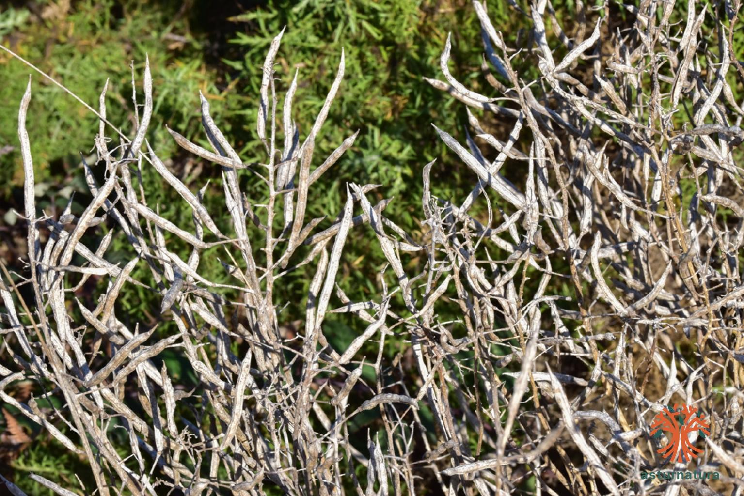 Brassica oleracea var sylvestris <small>(1 de 3)</small>