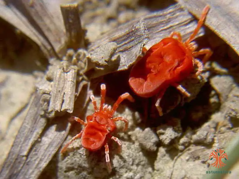 Eutrombidiidae