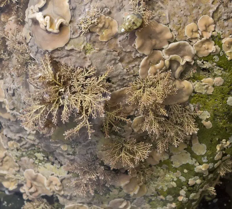 Corallina officinalis <small>(1 de 2)</small>