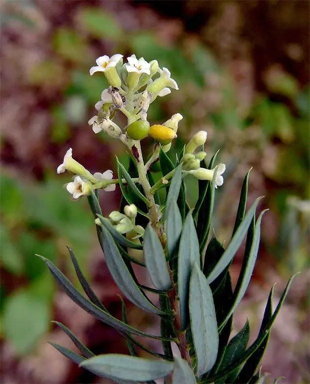 thymelaeaceae
