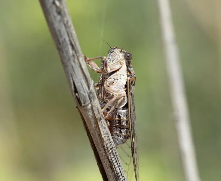 Cicada barbara <small>(1 de 2)</small>