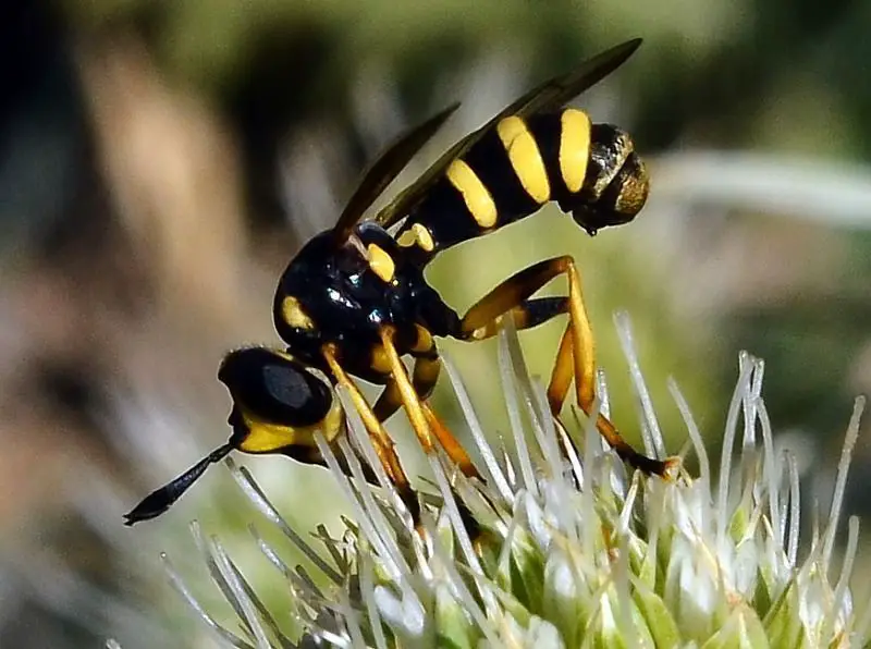 Lista de Himenópteros. Avispas, abejas y hormigas