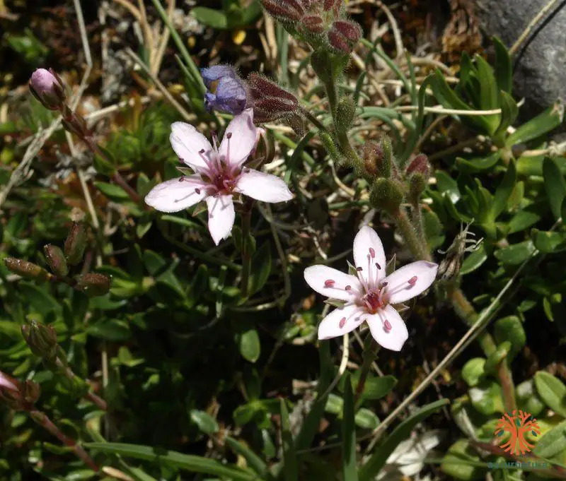 Arenaria purpurascens <small>(1 de 2)</small>