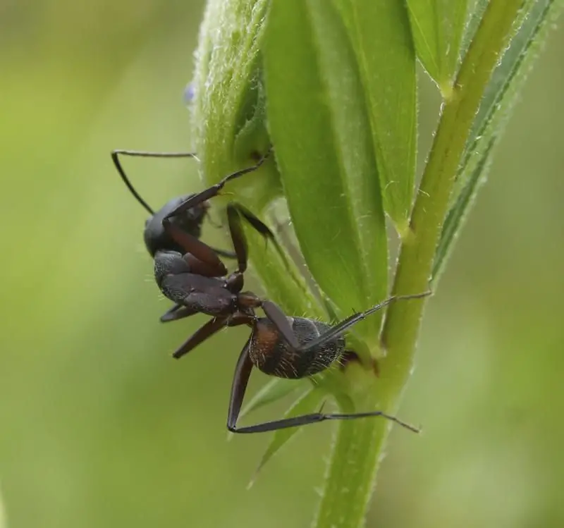 Camponotus cruentatus <small>(1 de 2)</small>