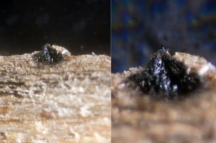 Trematosphaeria britzelmayriana (Rehm) Sacc. <small>(3 de 3)</small>