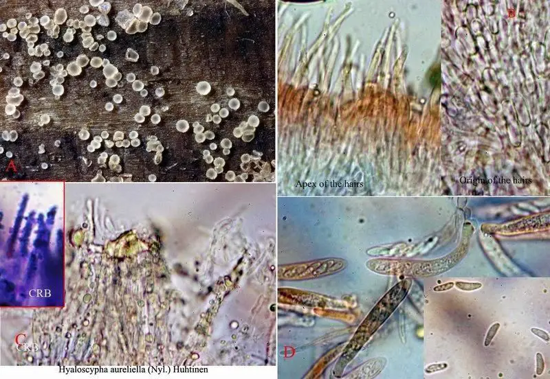 Hyaloscypha aureliella (Nyl.) Huhtinen <small>(1 de 2)</small> 
