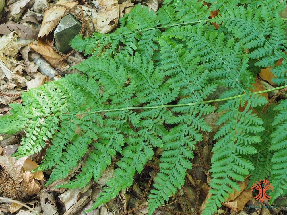 Dryopteris dilatata, Helecho