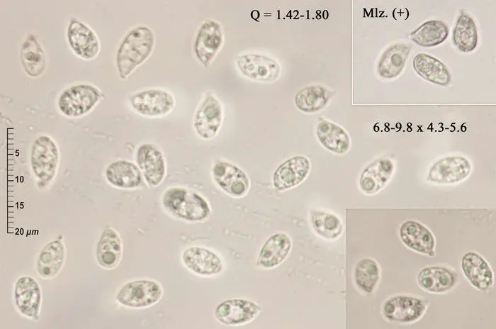 Mycena metata (Secr. ex Fr. ) P. Kumm. <small>(2 de 3)</small>