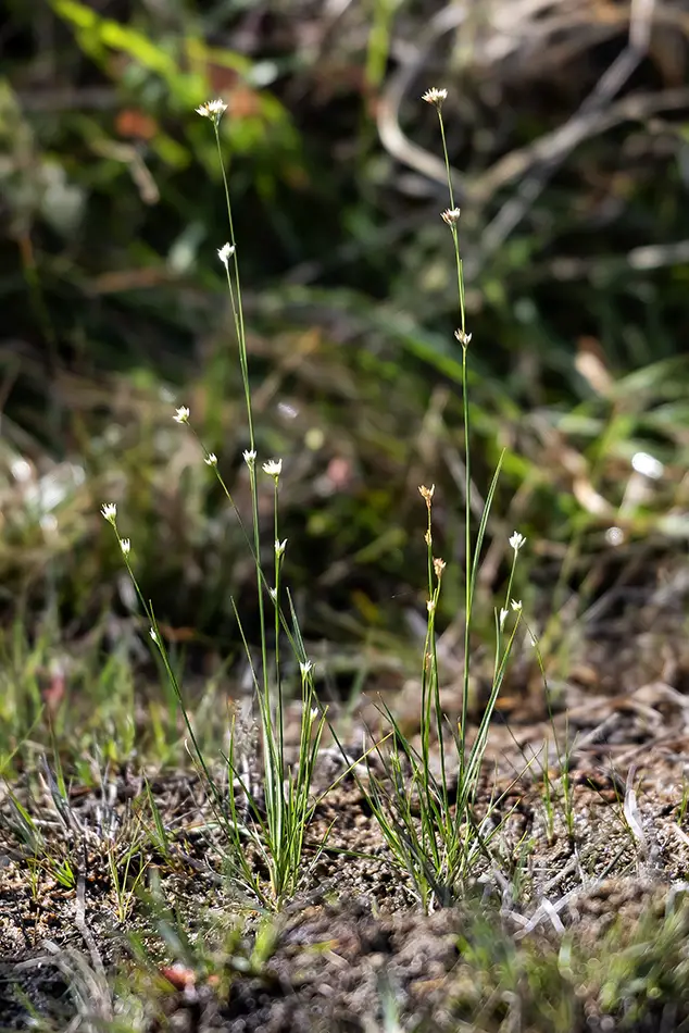 Rhynchospora alba <small>(1 de 2)</small>