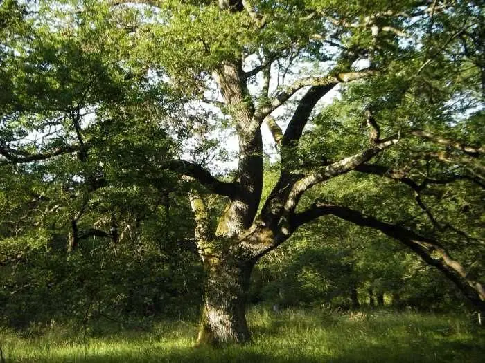 Quercus robur (roble del país) <small>(1 de 3)</small>