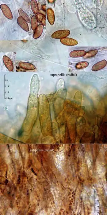 Porphyrellus porphyrosporus (Fr. & Hök) E.-J. Gilbert <small>(2 de 3)</small> 