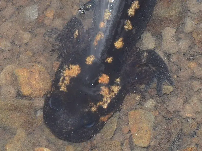 Salamandra salamandra <small>(1 de 2)</small>