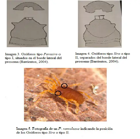 Paramiopsalis ramulosus <small>(1 de 3)</small>