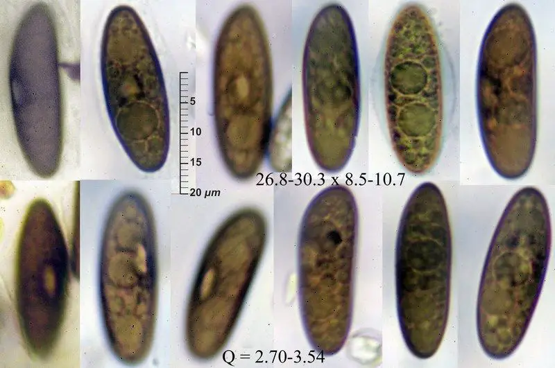 Euepixylon udum (Pers.) Læssøe & Spooner <small>(1 de 3)</small>
