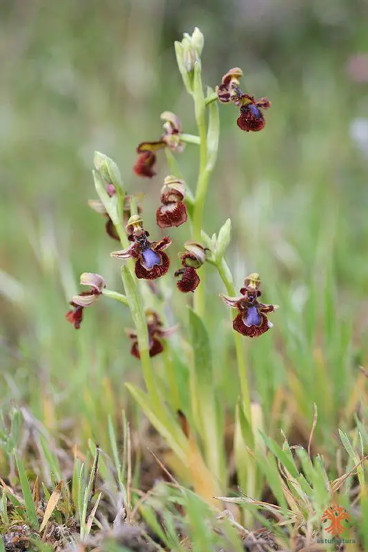 Ophrys speculum subsp. speculum (1 de 2)