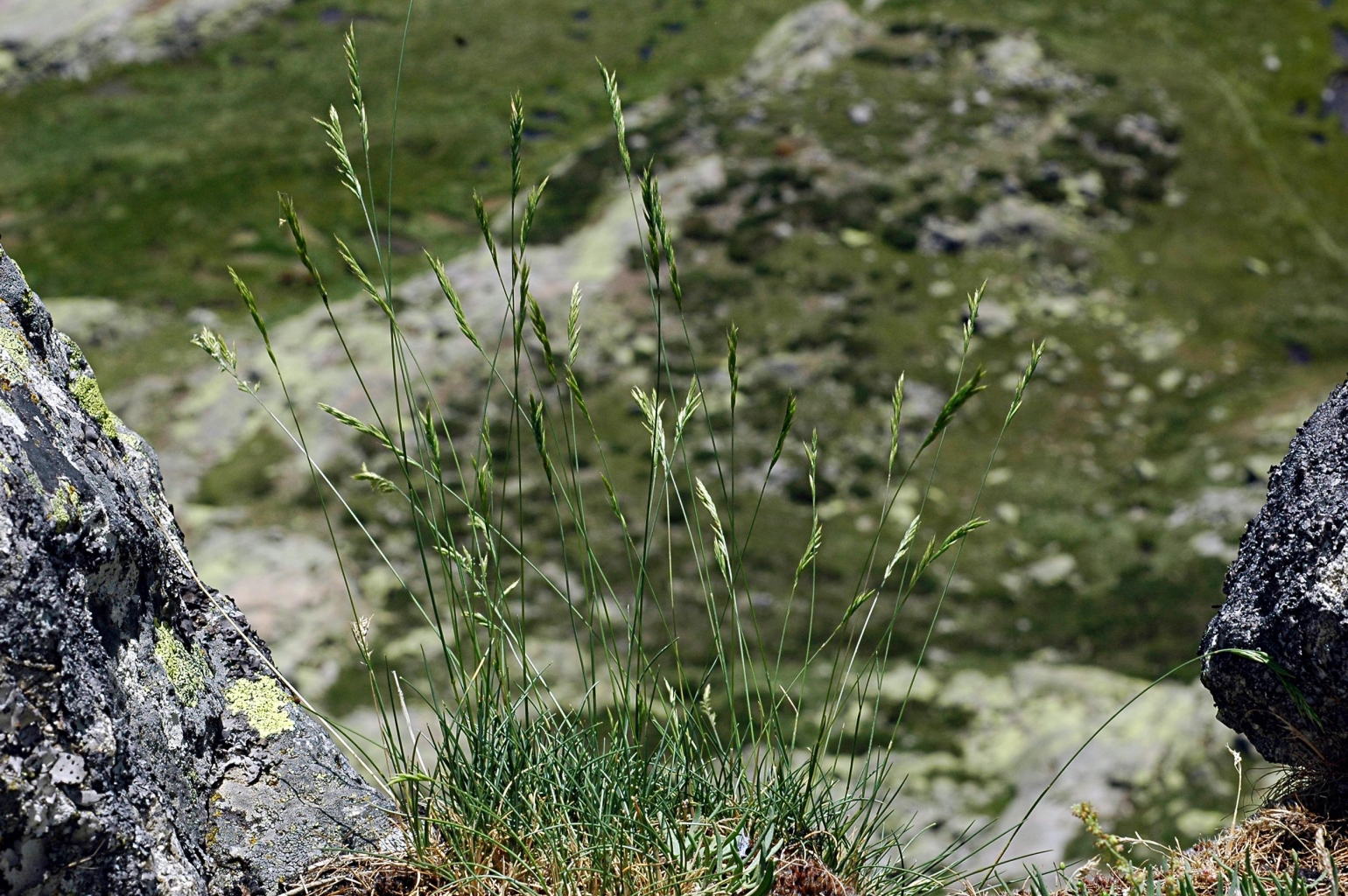 Festuca yvesii subsp. summilusitana (1 de 5)