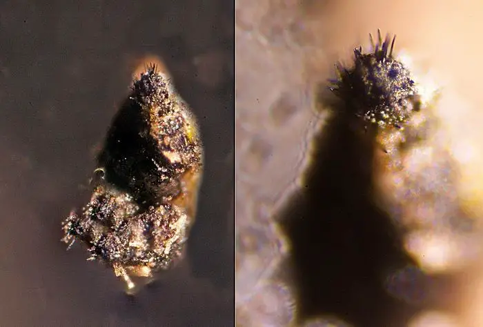 Coniochaeta discospora (Auersw. ex Niessl) Cain <small>(1 de 3)</small>