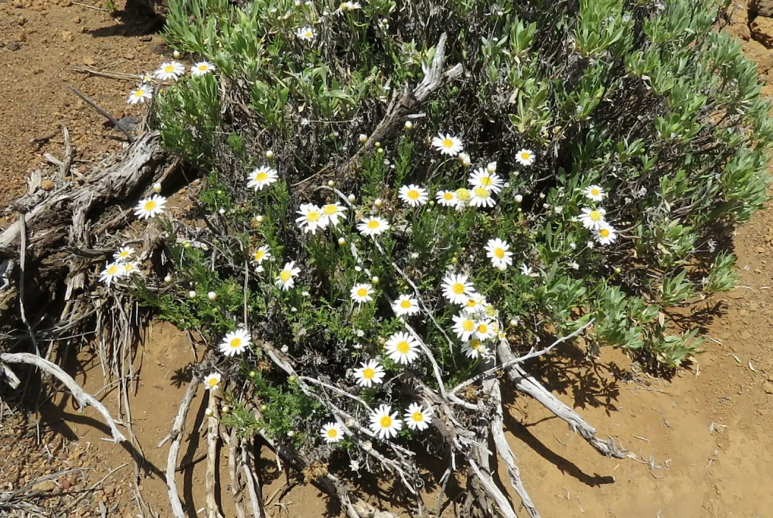 Argyranthemum teneriffae (4 de 4)