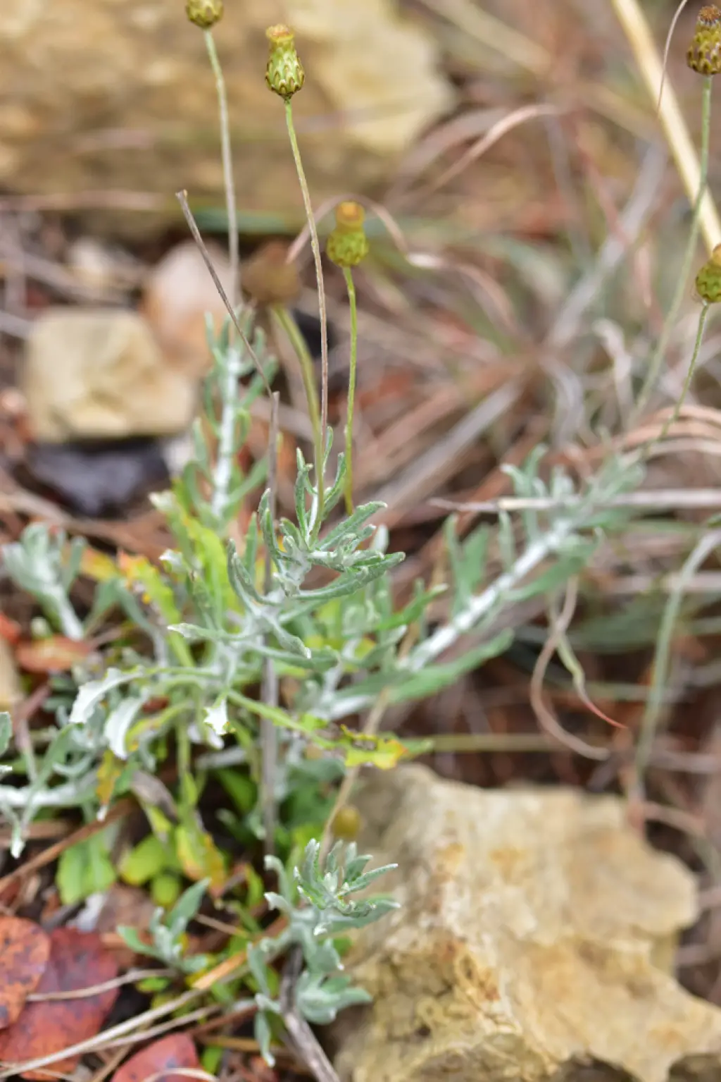Phagnalon rupestre subsp. rupestre <small>(1 de 3)</small>