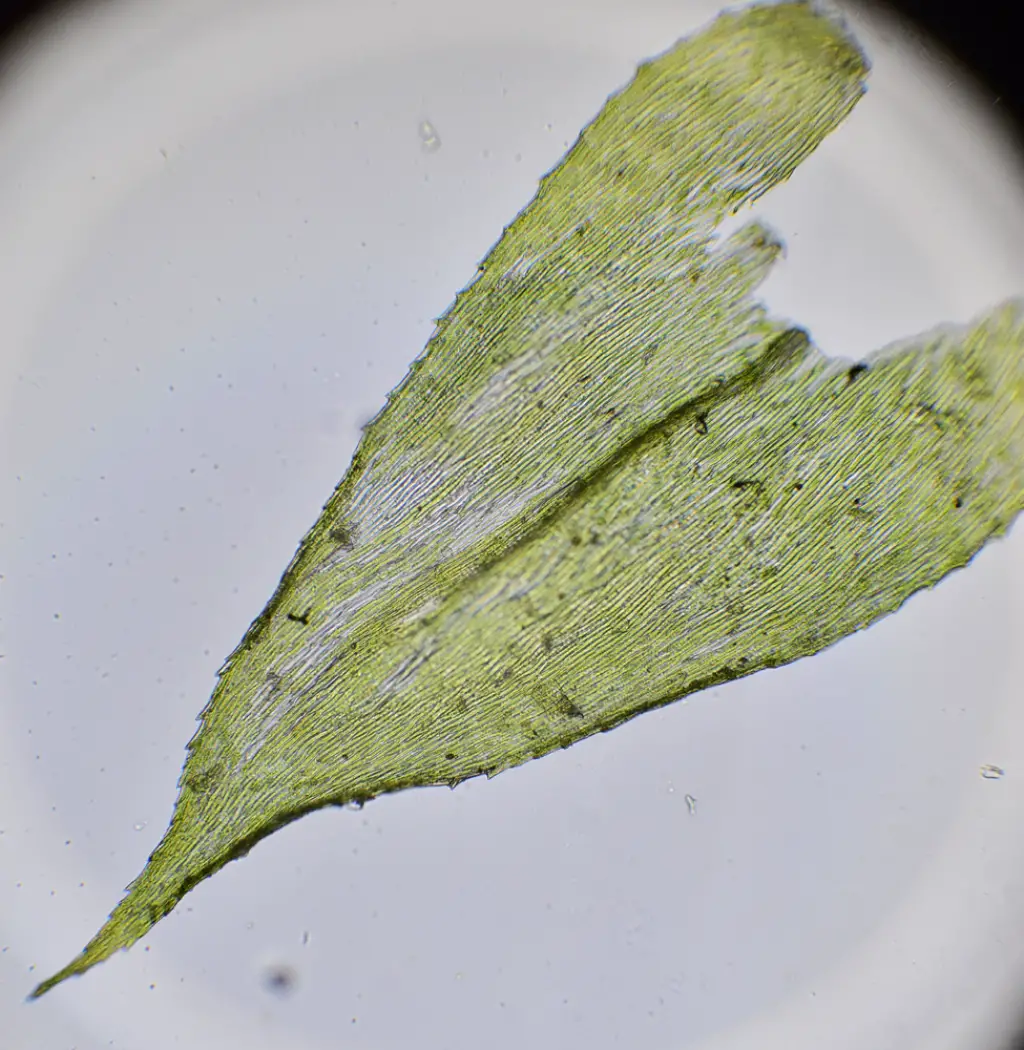 Brachythecium rutabulum (1 de 6)