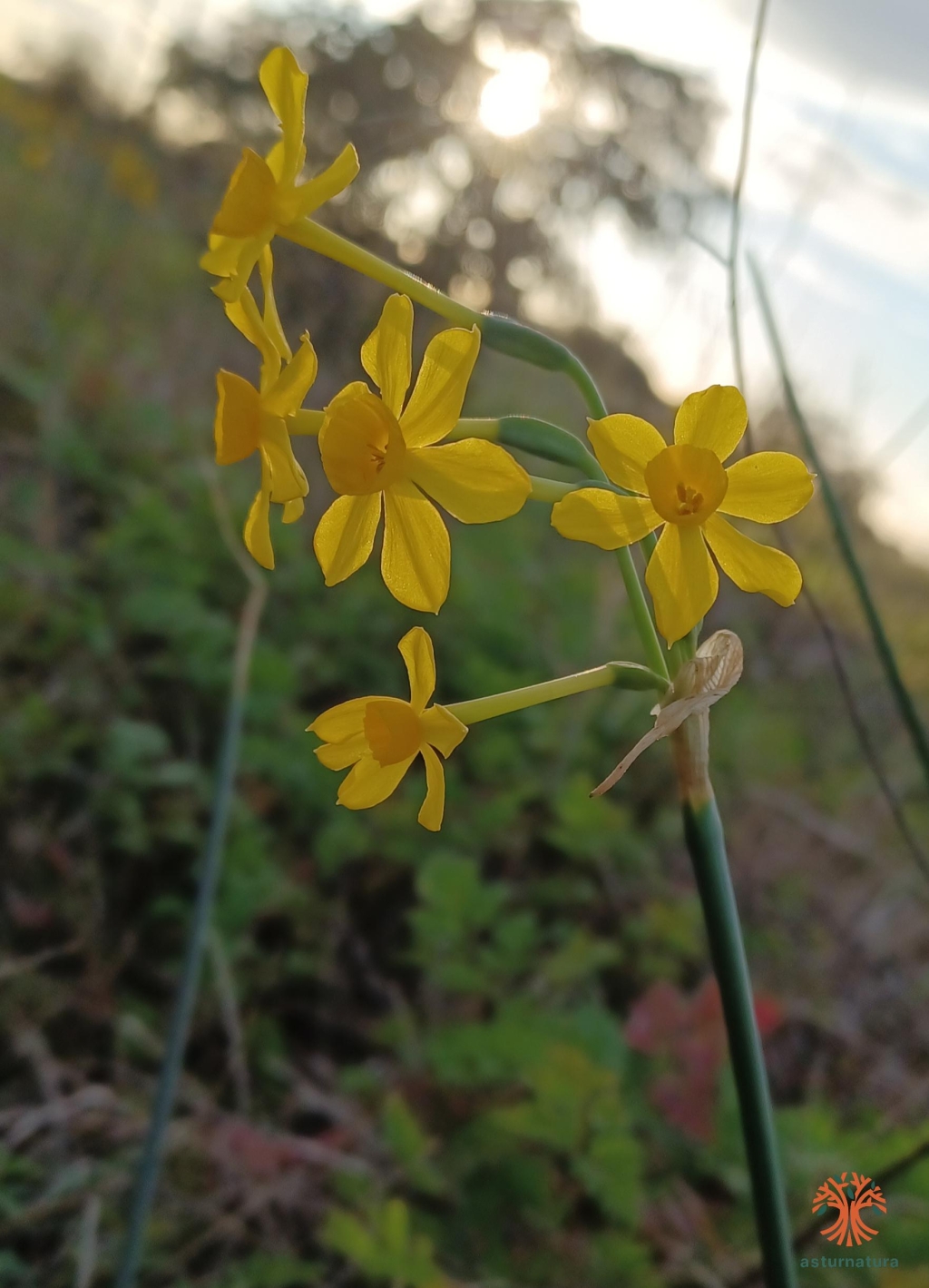 Narcissus jonquilla (1 de 2)