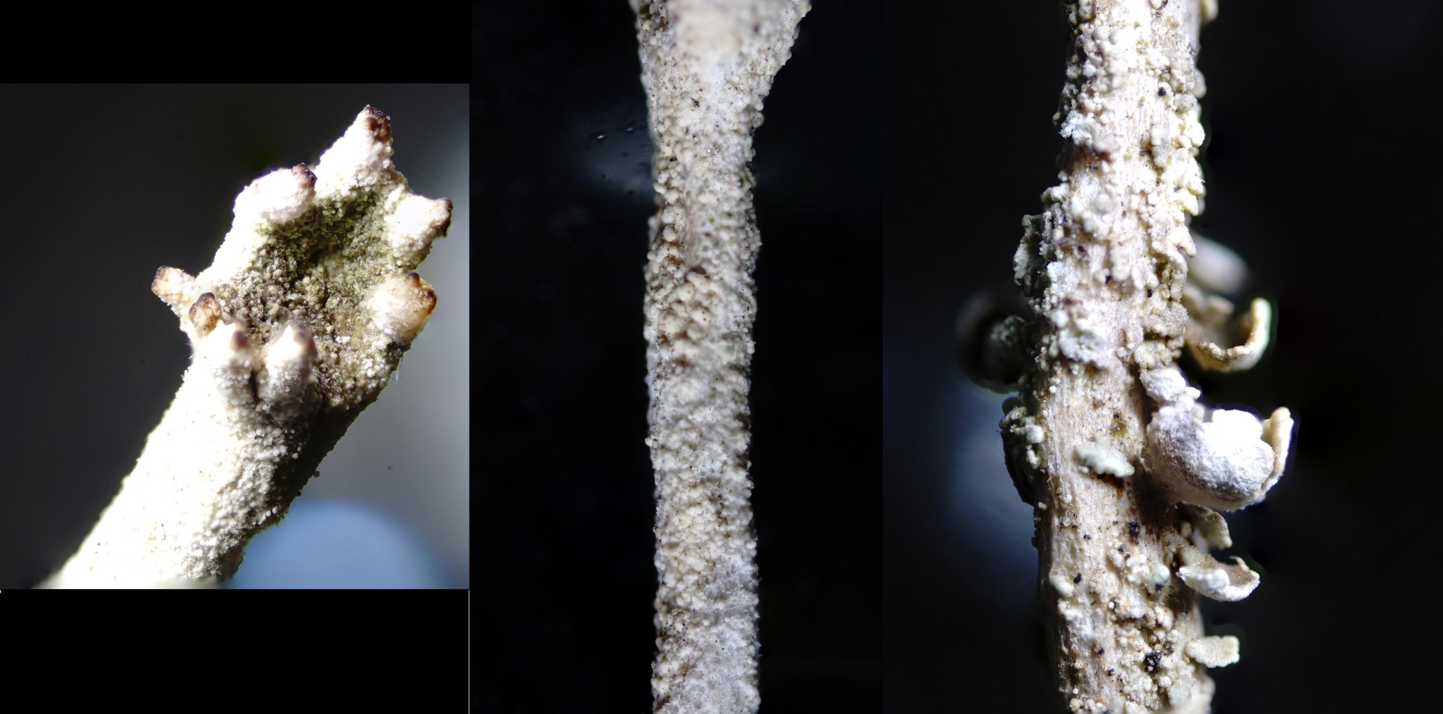 Cladonia subulata (5 de 6)