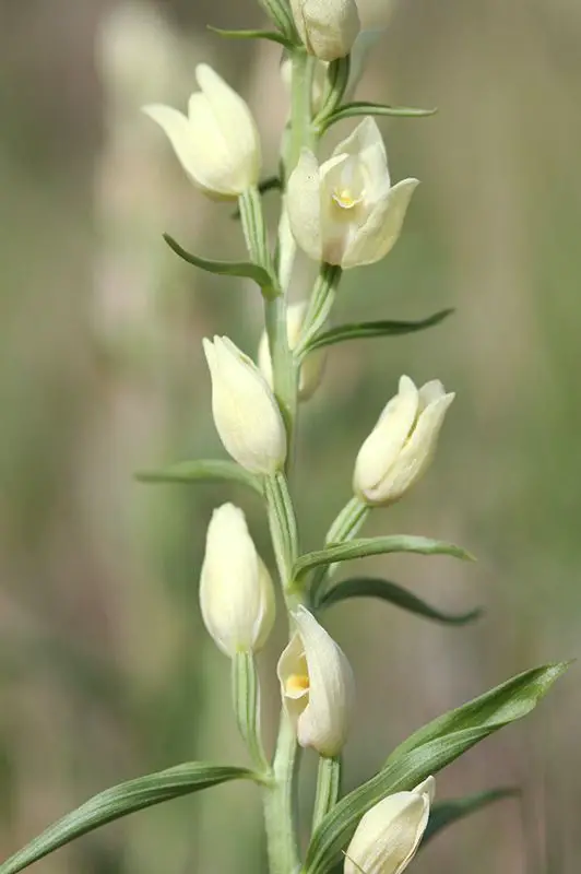 Cephalanthera damasonium (2 de 3)