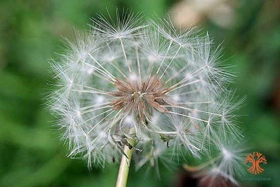 Taraxacum officinale, Diente de león