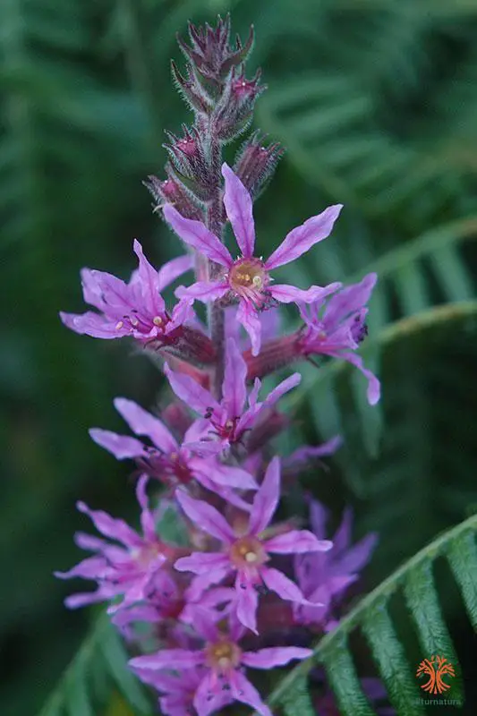 Lythrum salicaria 