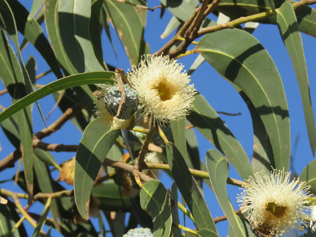 Corteza Australia planes Eucalyptus globulus Labill.