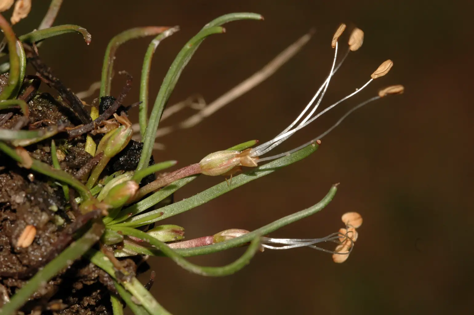 Littorella uniflora (6 de 6)