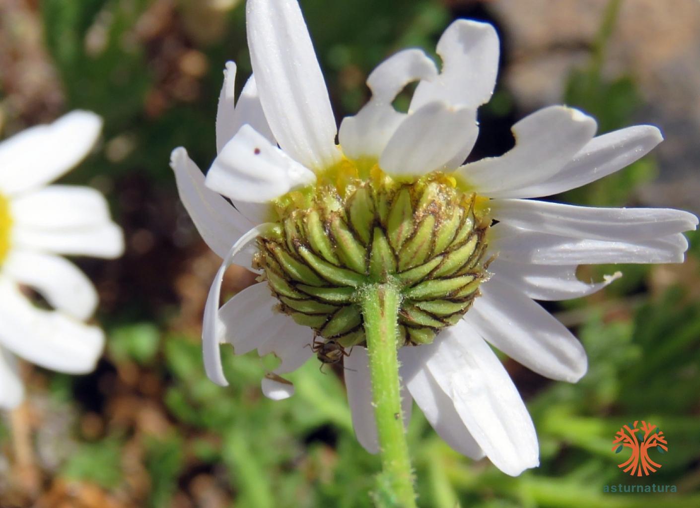 Argyranthemum teneriffae (3 de 4)