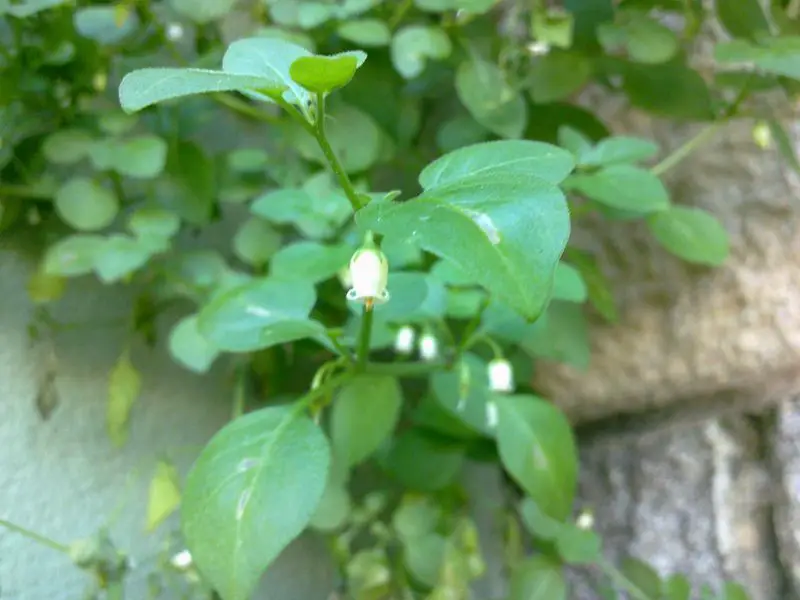Salpichroa origanifolia (1 de 2)