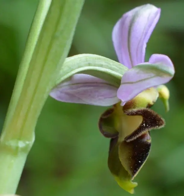 Ophrys scolopax (1 de 3)