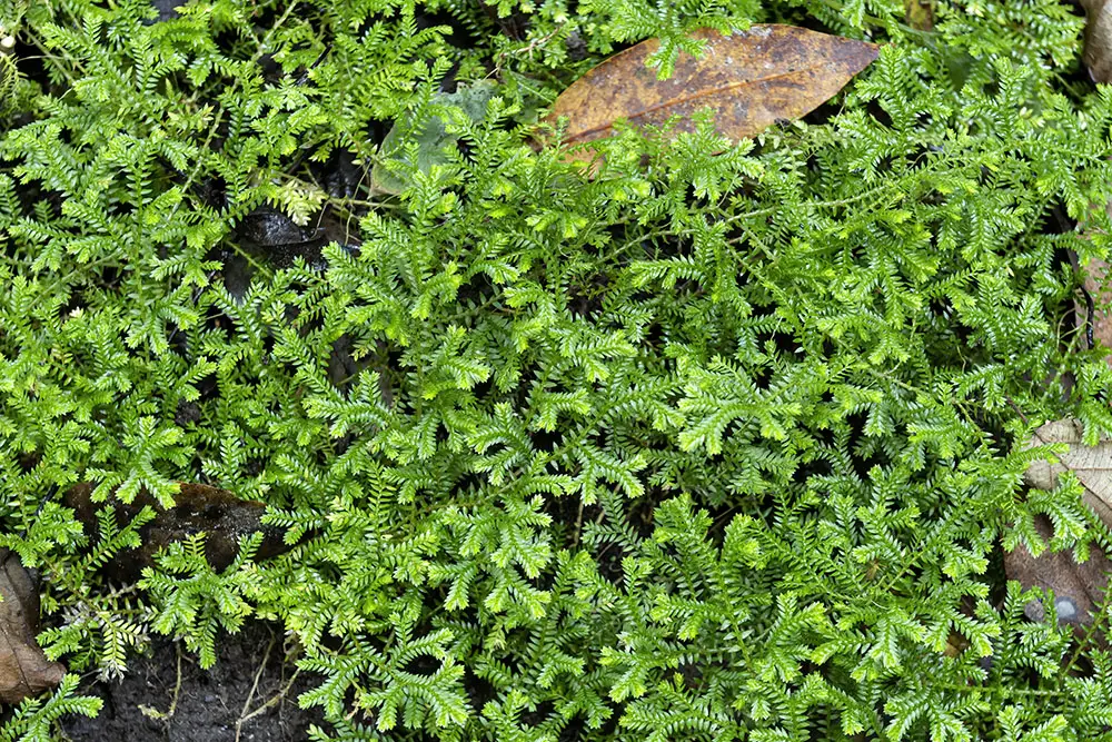 Selaginella kraussiana <small>(3 de 3)</small>