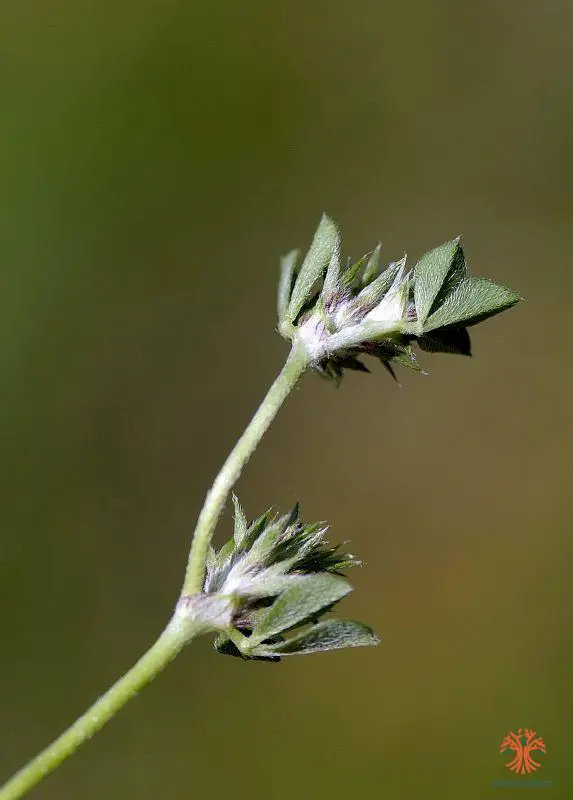 Trifolium scabrum <small>(1 de 2)</small>