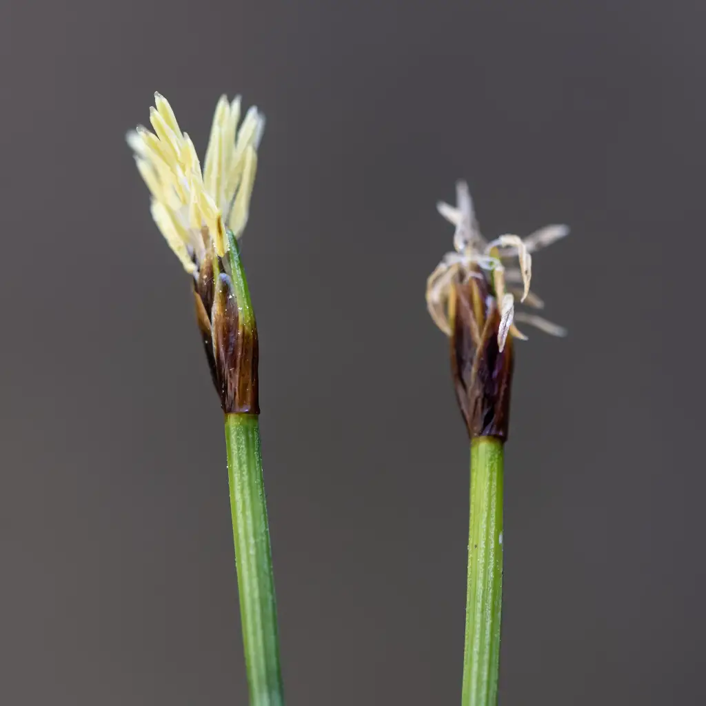 Trichophorum cespitosum (3 de 4) © Ignacio Fernández Villar