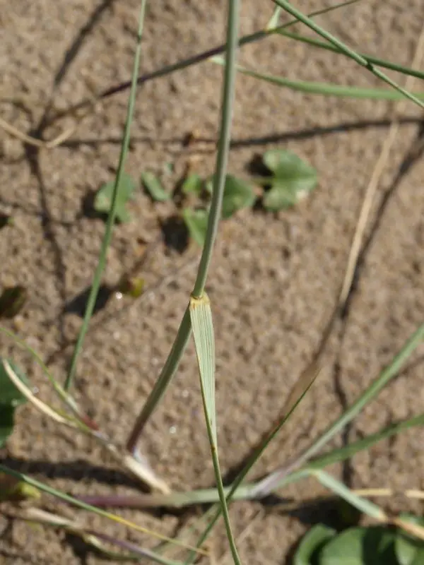 Elymus farctus subsp. boreoatlanticus <small>(2 de 3)</small> 