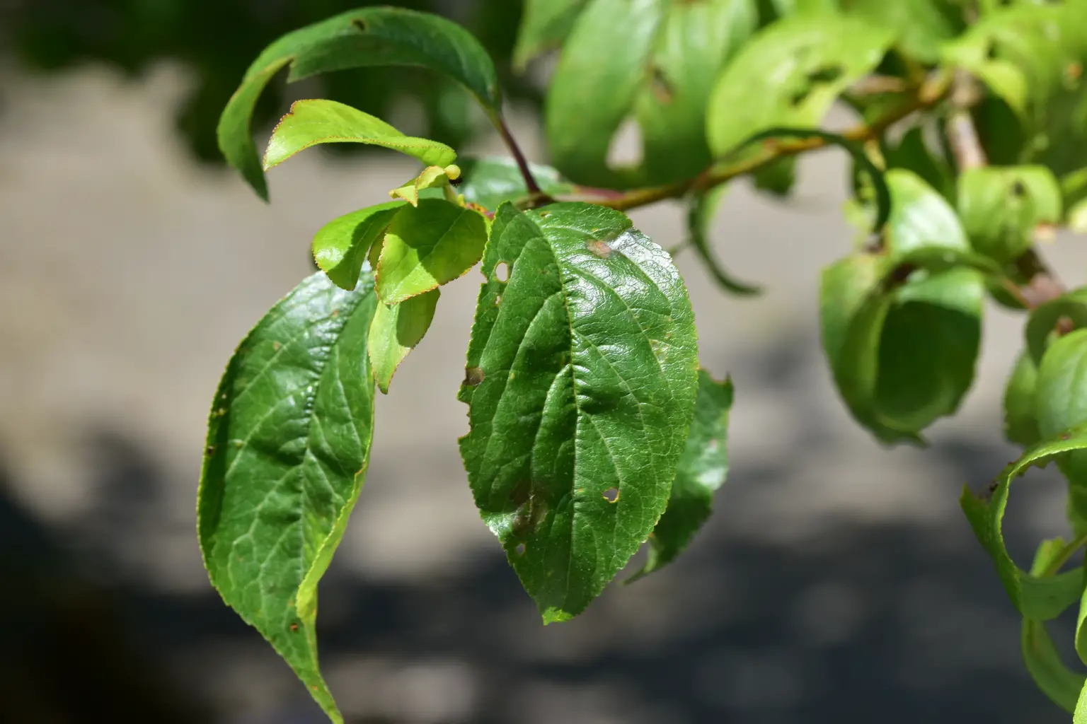 Prunus domestica 'Angeleno' (1 de 4)