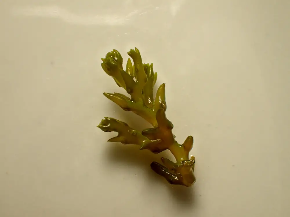 Cystoseira tamariscifolia <small>(1 de 2)</small>
