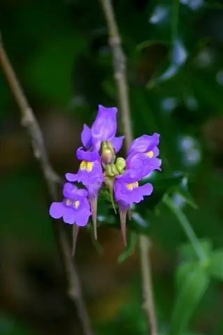 Linaria triornithóphora ?