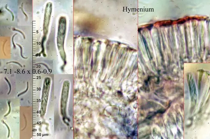 Orbilia crenatomarginata (Höhn.) Sacc. & Trotter <small>(2 de 3)</small>